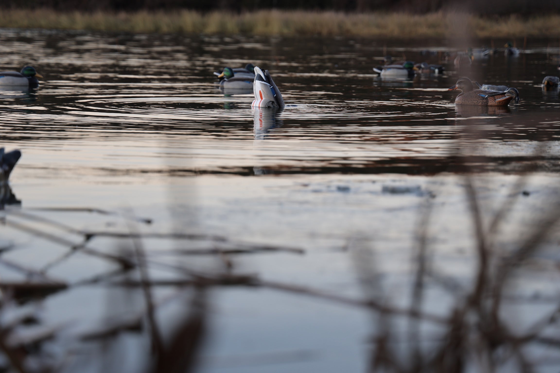 Load video: a Jahpoo Flyway Deputy Motion Duck decoy bobbing up and down autonomously mimicking the natural feeding motion