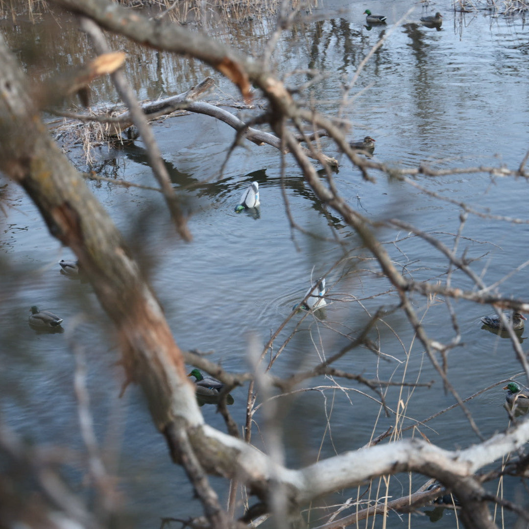 Jahpoo Flyway Deputy Motion Duck Decoy feeding on open skinny water emitting ripples throughout the spread