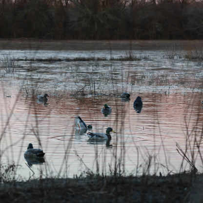 Jahpoo Flyway Deputy Motion Duck Decoy feeding in flooded rice field