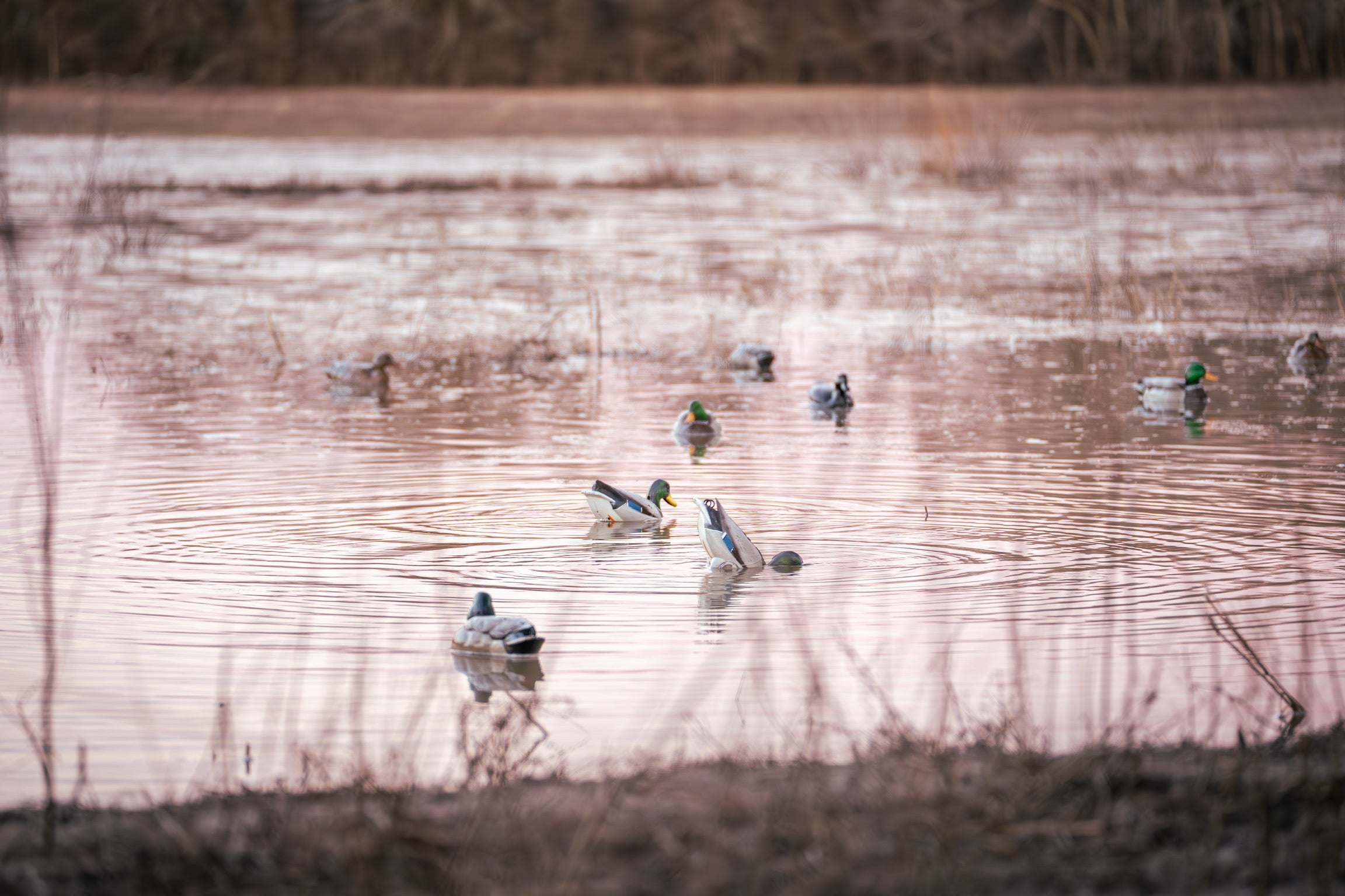 Jahpoo Flyway Deputy Motion Duck Decoys Feeding