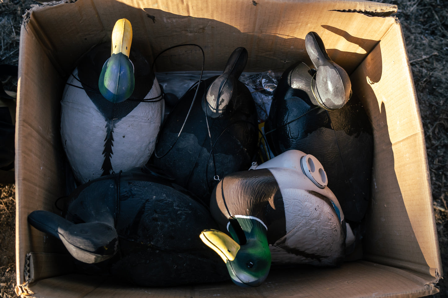 Jahpoo Flyway Deputy Motion Duck Decoys, Jahpoo Flyway Deputy Motion Duck decoy in a box between hunts