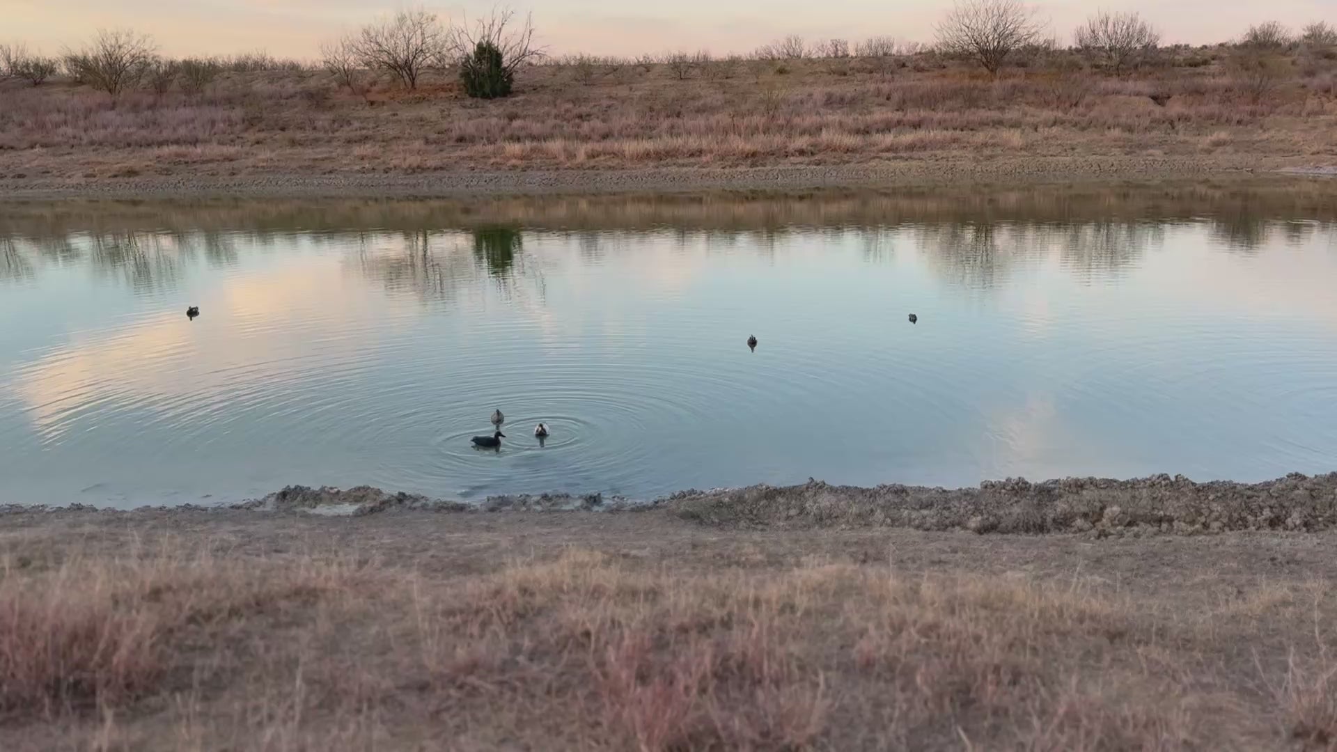 Video of the Jahpoo Flyway Deputy Motion Duck Decoy on open water creating ripples